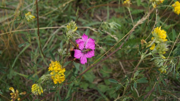Użytek ekologiczny Murawa Ostnicowa