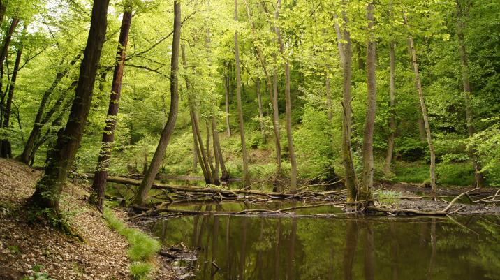 Zespół przyrodniczo-krajobrazowy Dolina Słubi