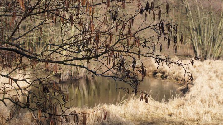 Obszar Natura 2000 Gogolice-Kosa