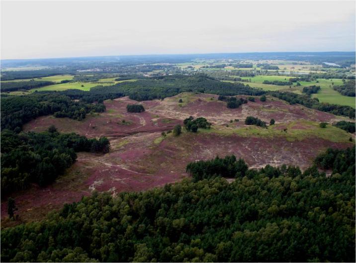 wrzosowiska cedyńskie1.jpg