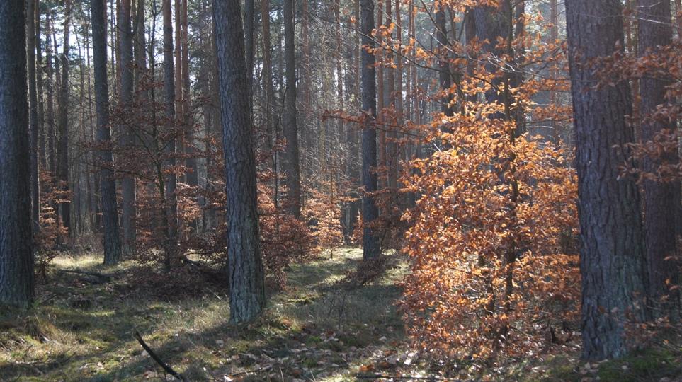 Konsultacje społeczne - obszary HCV i powierzchnie referencyjne