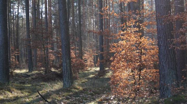 Podszyt bukowy - fot. A. Uss