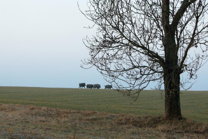 Zdjęcie&#x20;przedstawia&#x20;watahę&#x20;dzików&#x20;na&#x20;polu&#x2c;&#x20;sylwetki&#x20;widoczna&#x20;na&#x20;tle&#x20;nieba&#x20;-&#x20;fot&#x2e;&#x20;Agnieszka&#x20;Uss