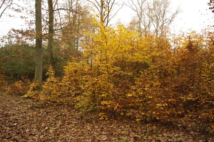 Na zdjęciu jesienny las w Nadleśnictwie Mieszkowice, zdjęcie autorstwa A. Uss