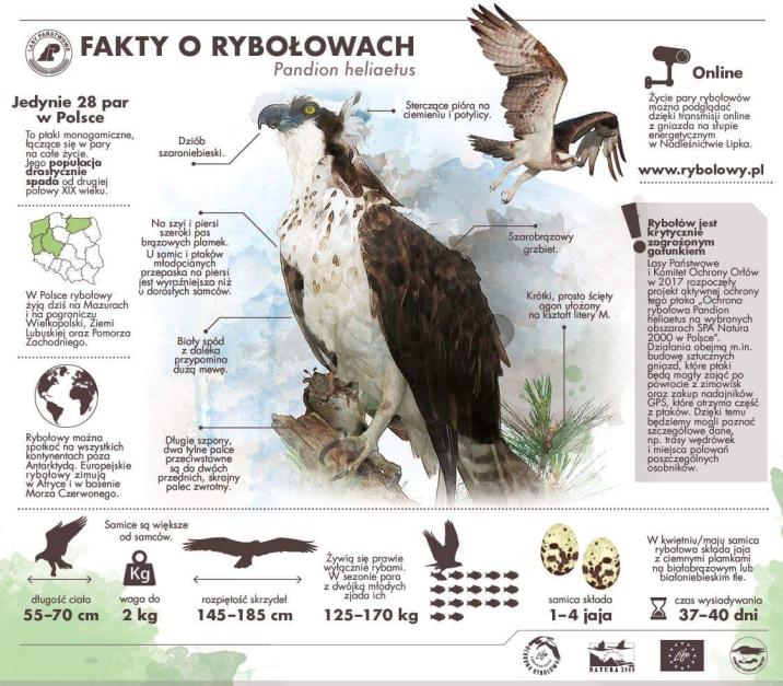 Infografika prezentująca informacje o rybołowach i ich ochronie