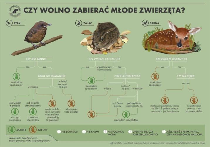 Infografika&#x20;ostrzegająca&#x20;przed&#x20;zabieraniem&#x20;z&#x20;lasu&#x20;młodych&#x20;zwierząt