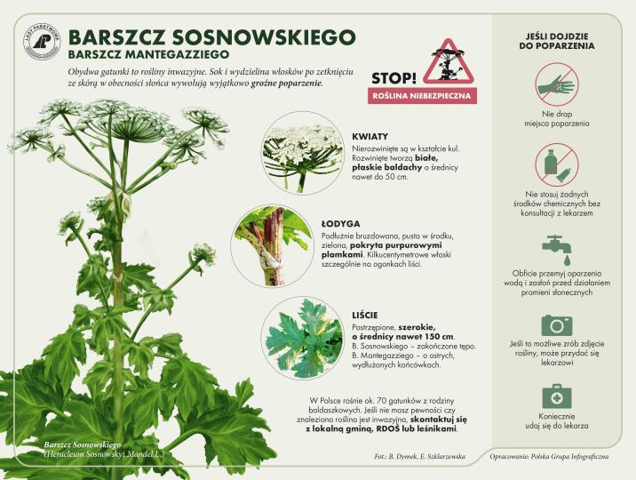 Infografika ostrzegająca przed niebezpieczną rośliną - barszczem sosnowskiego