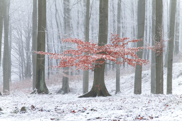 Konkurs „Zima w lesie – zrównoważona gospodarka leśna i łowiecka”.