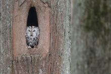 Usłysz, co w lesie huczy