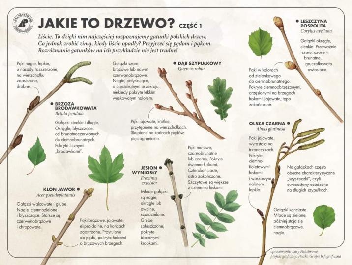 Infografika&#x20;przedstawiająca&#x20;pędy&#x20;drzew&#x20;leśnych&#x20;zimą