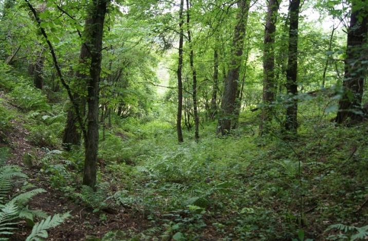 Lasy o zwiększonej funkcji społeczenej